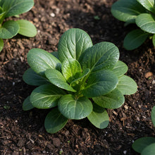 Tatsoi Leafy Vegetable Seeds for Home Garden