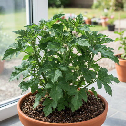 Pepper Beauty Bell F1 Seeds – Bell Pepper Variety for Planting