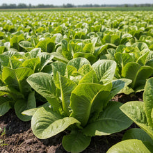 Great Lakes Lettuce Seeds for Home Garden