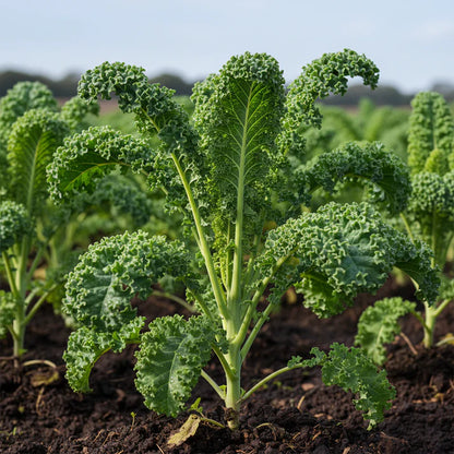 Borecole Kale Seeds for Home Garden