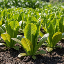 Forellenschluss Romaine Lettuce Seeds