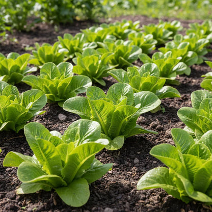 Gulley's Favorite Lettuce Seeds for Home Garden
