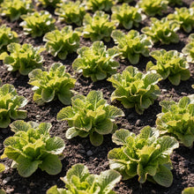Merveille des Quatre Saisons Lettuce Seeds