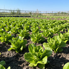 Little Gem Lettuce Seeds for Home Garden