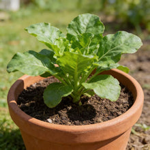 Great Lakes Lettuce Seeds for Home Gardens