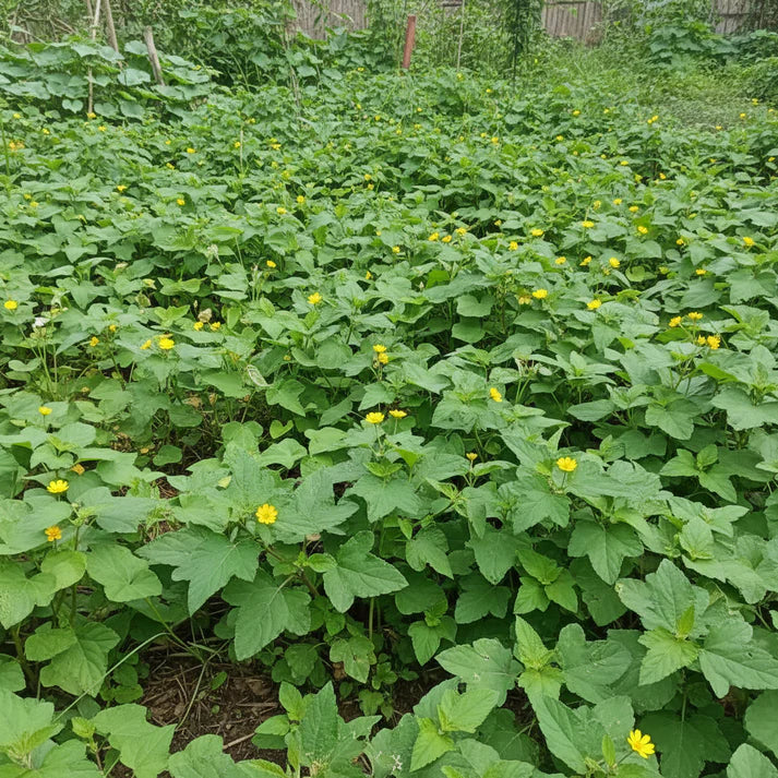Egyptian Spinach Seeds for Planting (Molokhia)