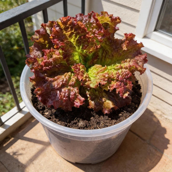 Lollo Rosso Lettuce Seeds for Home Garden
