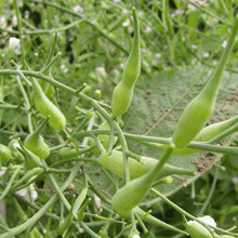 Rat-Tailed Radish Seeds for Home and Kitchen Gardens