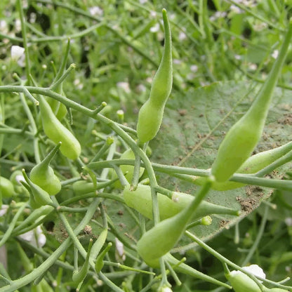 Rat-Tailed Radish Seeds for Home and Kitchen Gardens