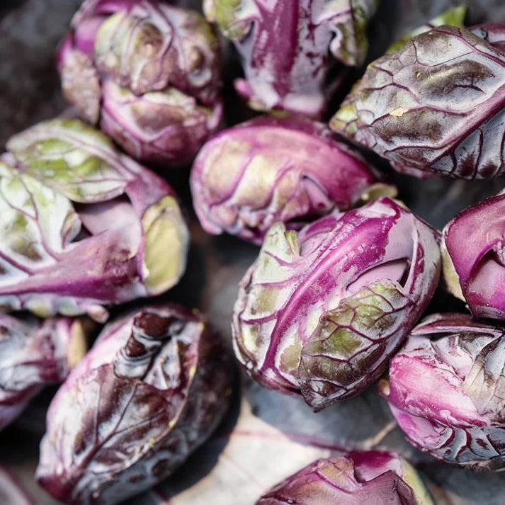 Heirloom Purple Red Brussels Sprout Seeds