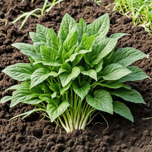 Green Dixie Lee Vegetable Mix Seeds