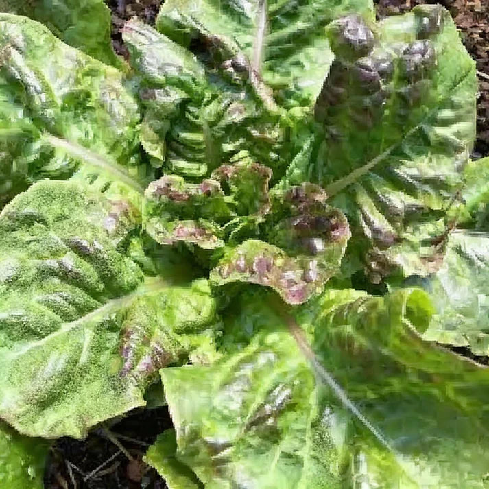Goose Lettuce Seeds for Home Garden