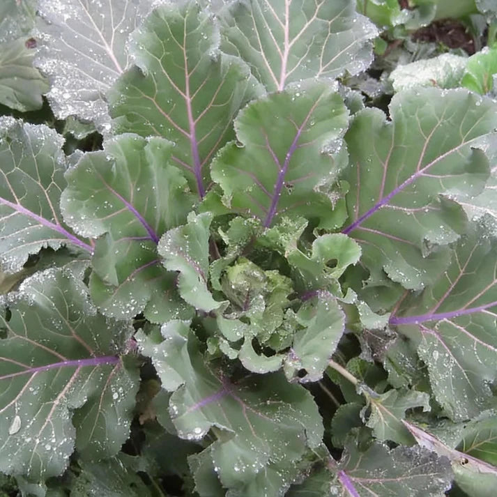 Ellen Felton Dark Lettuce Seeds for Home Garden
