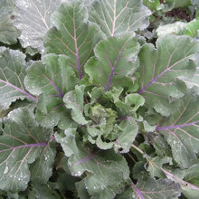Ellen Felton Dark Lettuce Seeds for Home Garden