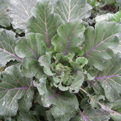 Ellen Felton Dark Lettuce Seeds for Home Garden