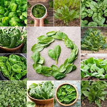 Spinach Heirloom Mix Seeds for Home Garden