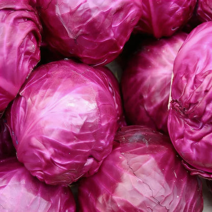 Cabbage Rigoletto Seeds for Home Garden