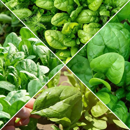 Spinach Heirloom Mix Seeds for Home Garden