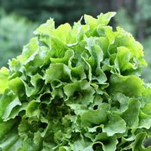 Pink Star Endive Seeds for Home Garden