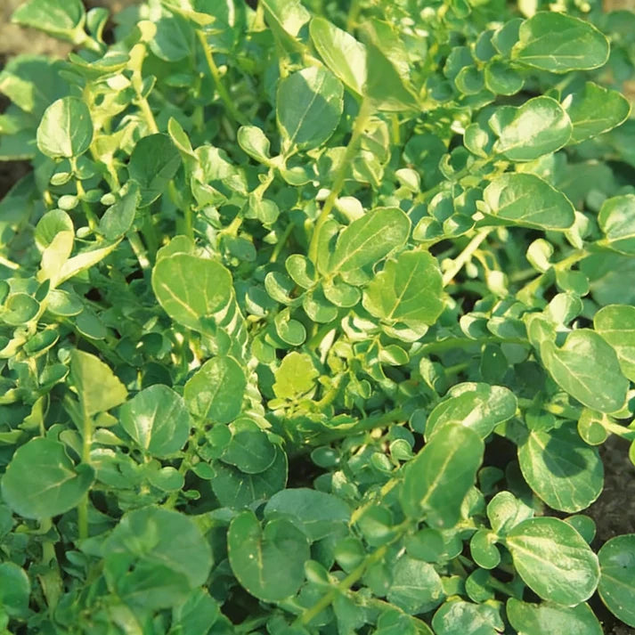 American Land Cress Seeds for Home Garden