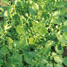 American Land Cress Seeds for Home Garden