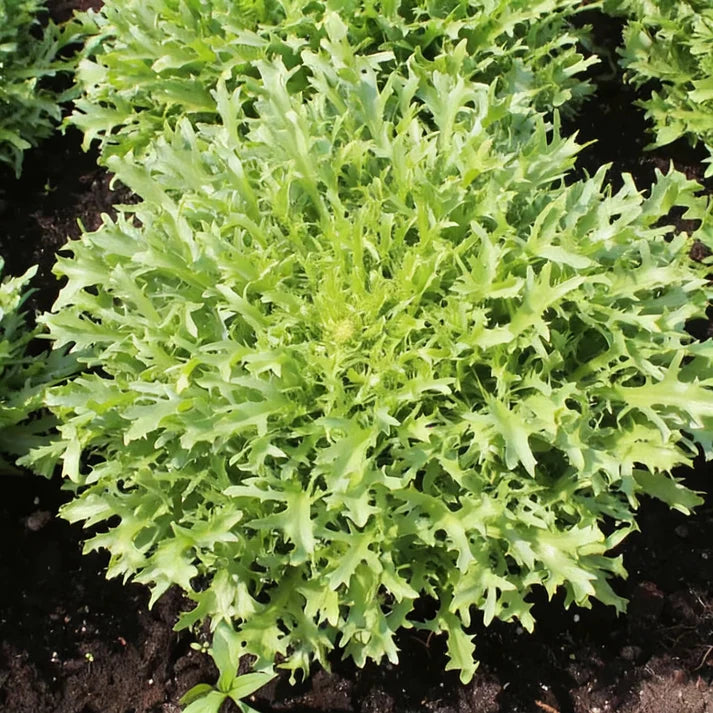 Res Fine Maraîchère Endive Seeds for Home Garden