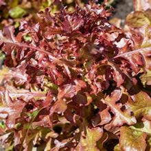 Organic Red Salad Bowl Lettuce Seeds