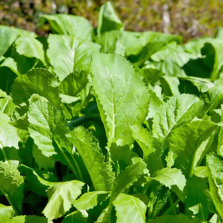 Mustard Seeds for Planting – Leafy Greens