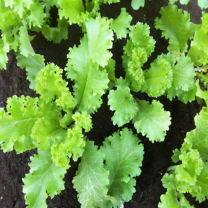 Brassica Juncea Seeds for Planting