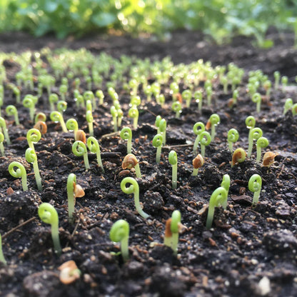 Res Fine Maraîchère Endive Seeds for Home Garden