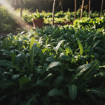 Rocket Salad Seeds for Planting (Eruca sativa)