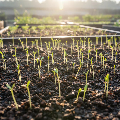 Rocket Salad Seeds for Planting (Eruca sativa)