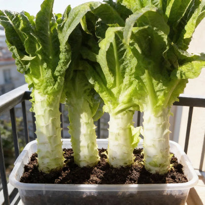 Organic Celtuce Stem Lettuce Seeds for Home Garden