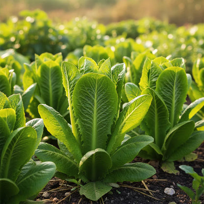 Romaine Parris Island COS Lettuce Seeds for Planting