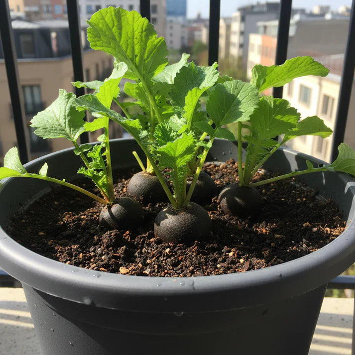 Radish Black Round Seeds for Planting