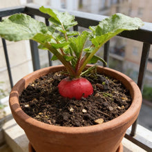 German Giant Radish Seeds for Planting