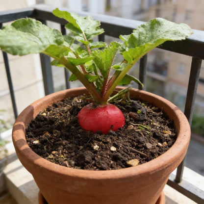 German Giant Radish Seeds for Planting