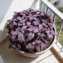 Dark Red Opal Basil Seeds for Home Gardens