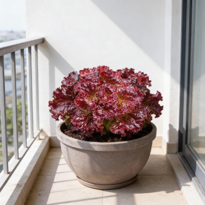 Red Velvet Lettuce Seeds for Home Gardens