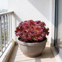 Red Velvet Lettuce Seeds for Home Gardens
