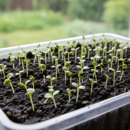 Yellow Chard Seeds for Home Garden