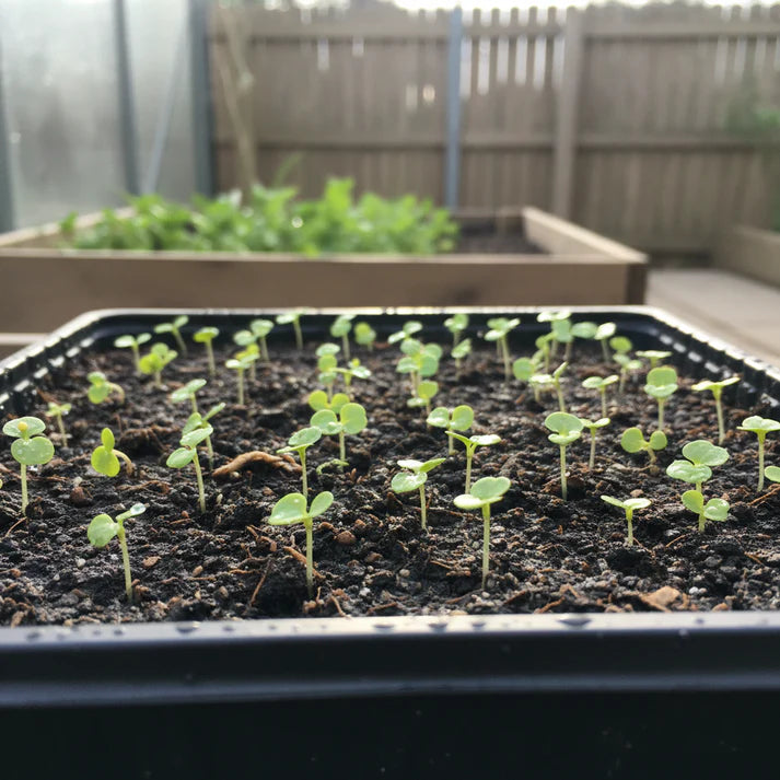 Knol Khol White Desi Vegetable Seeds for Planting