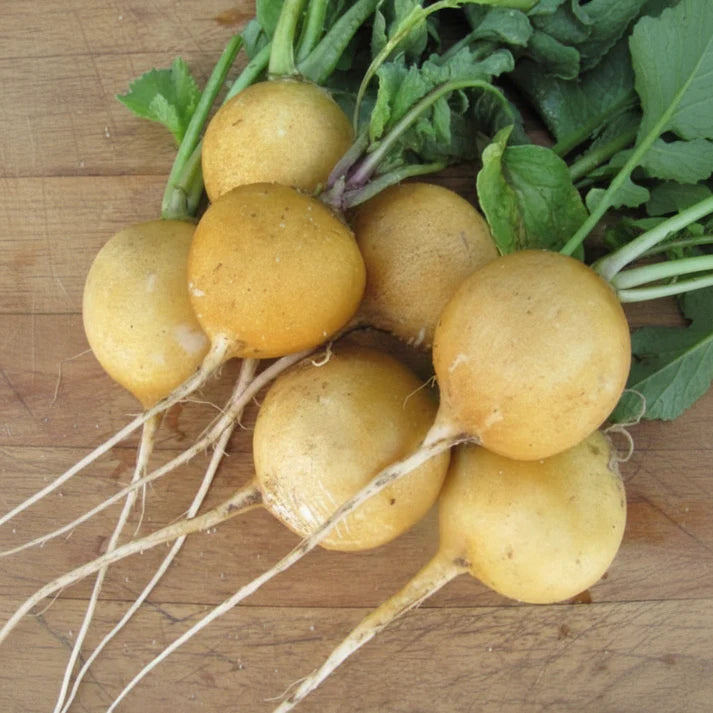 Radish Zlata Seeds for Home Garden Growing