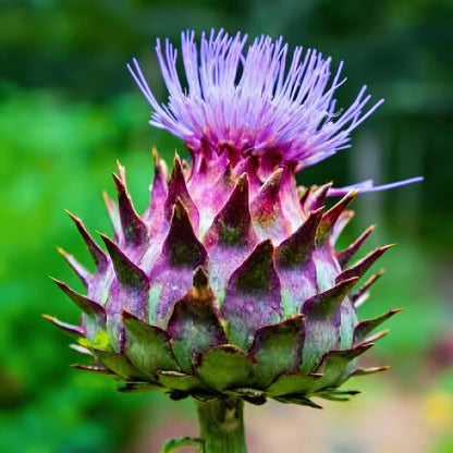 Artichoke Cardoon Seeds for Home Garden Planting
