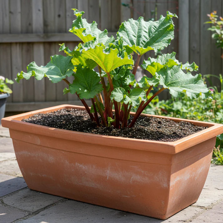 Rhubarb Victoria Seeds for Home Garden