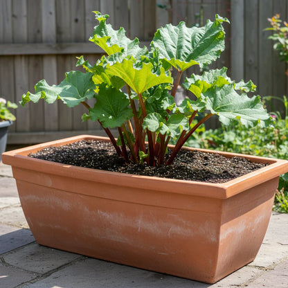 Rhubarb Victoria Seeds for Home Garden