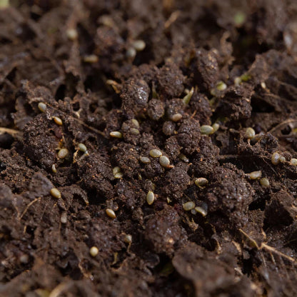 Purple Sprouting Early Broccoli Seeds
