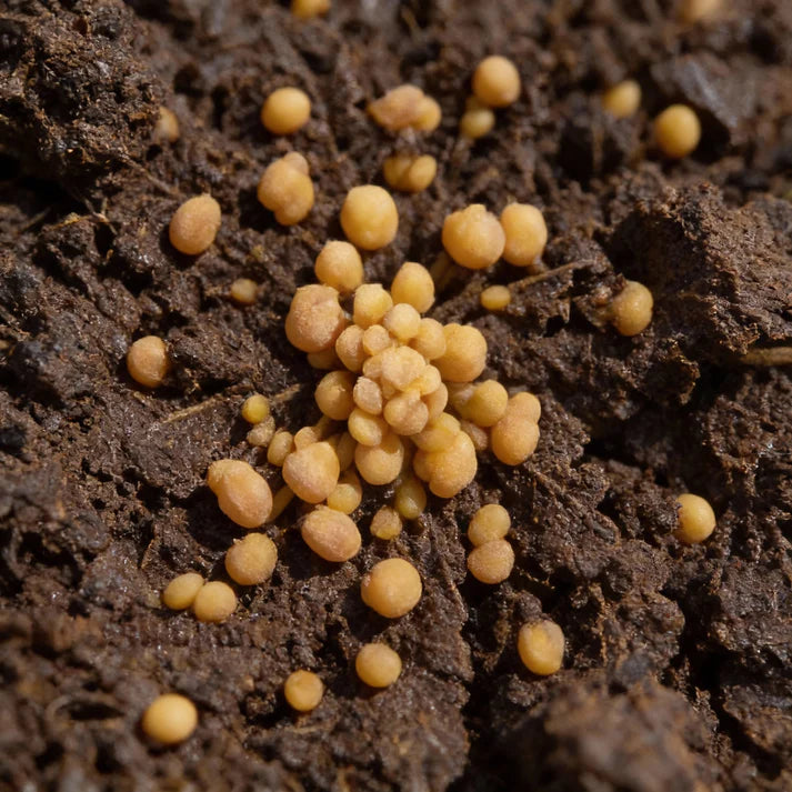 White Sprouting Broccoli Seeds