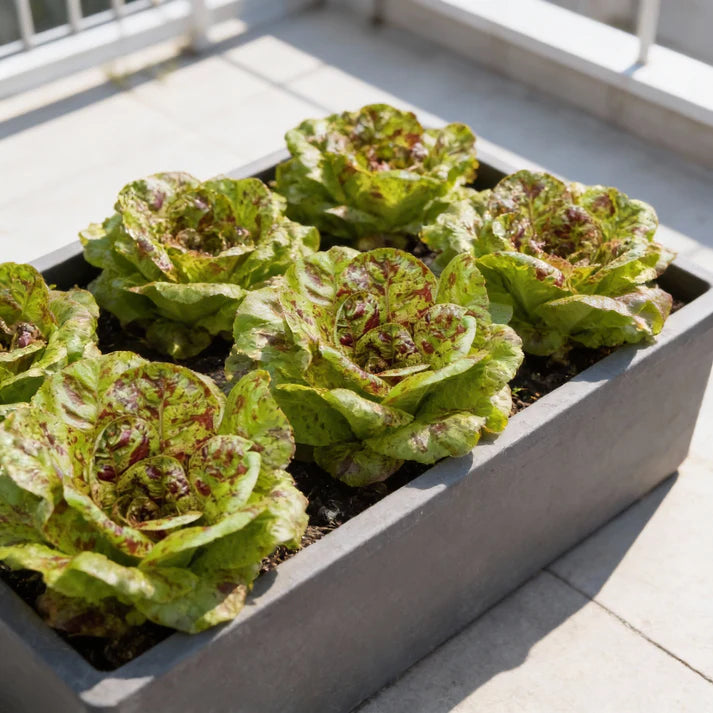 Freckles Lettuce Seeds for Home Garden