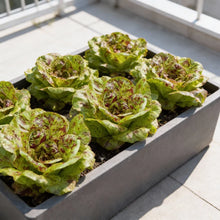 Freckles Lettuce Seeds for Home Garden